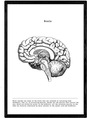 Nacnic Anatomie Poster. Vintage Stil Wanddekoration Abbildung von halbiertes Gehirn, Muskeln und Knochen. Verschiedene menschliche Körper, Biologie und Medizin Bilder ohne Rahmen. Größe A3.