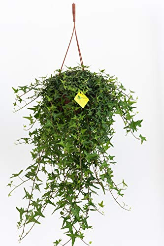 Plantì Edera Saetta Rampicante | Pianta Vera da Esterno | Cresce fino a 30m | Foglie Verdi con Lobi Marcati | Vaso 19 cm