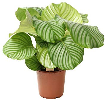 Calathea Orbifolia ca. 80 cm - Korbmarante Zimmerpflanze – Pflegeleichte, Dekorative Pflanze für das Zuhause - Luftreinigend & Schattentolerant