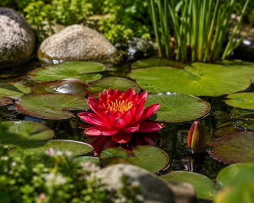florari Nymphaea Xiafei - Zwerg-Seerose