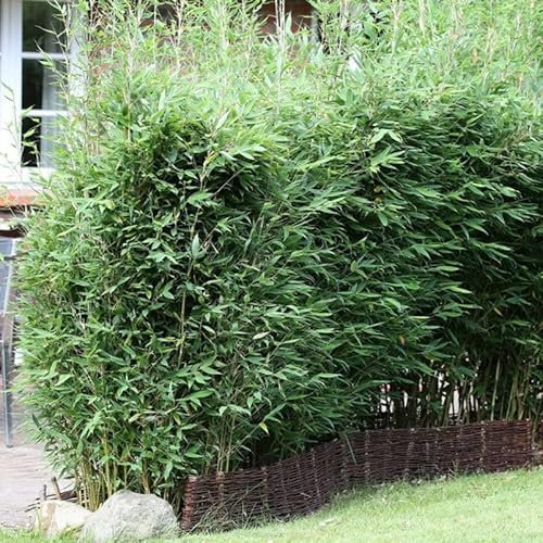 Fargesia spathacea 'Blue Lizard'®, Höhe 80-100 cm, Topf 10 Liter, 20 Stück