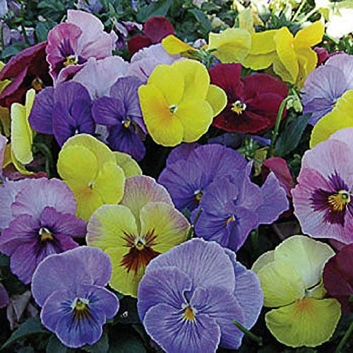 100 Seeds of Viola Hiemalis Winter Flowering Pansy