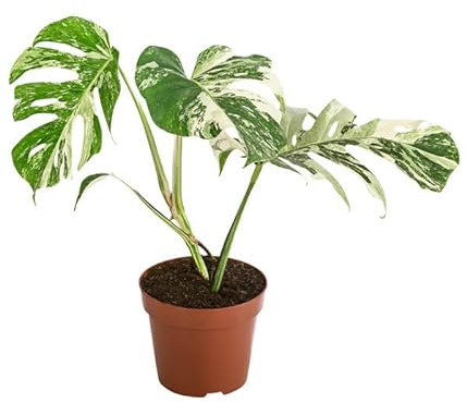 Monstera Deliciosa Variegata 40-50 cm – Seltene Rarität | Exotische Zimmerpflanze mit einzigartiger Panaschierung