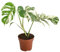 Monstera Deliciosa Variegata 40-50 cm – Seltene Rarität | Exotische Zimmerpflanze mit einzigartiger Panaschierung