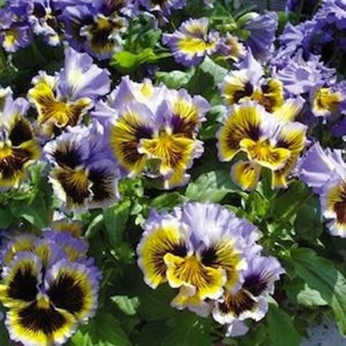 Fresh 50 Semi Viola del pensiero Frizzle Sizzle Giallo/Semi Blu Swirl Fleur: Grani
