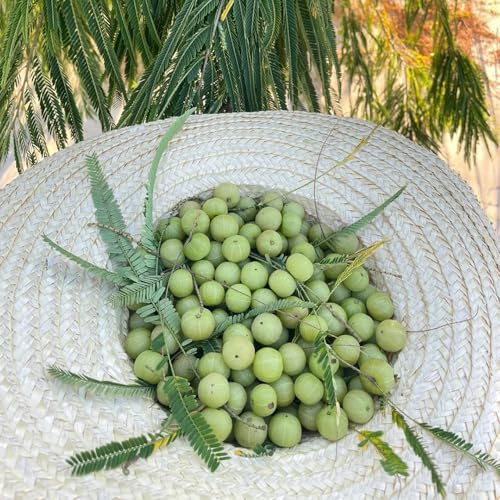semi di ulivo, esotiche decorazione giardino esterno perenni resistenti, balconi 25pcs