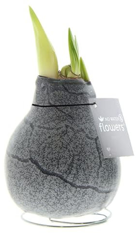 Amaryllis in Wachs Marble Schwarz | 1 Stück | Amaryllis in Wachs | ohne Gießen | pflegeleicht | lange und majestätische Blüte | Rot | Zimmerpflanze