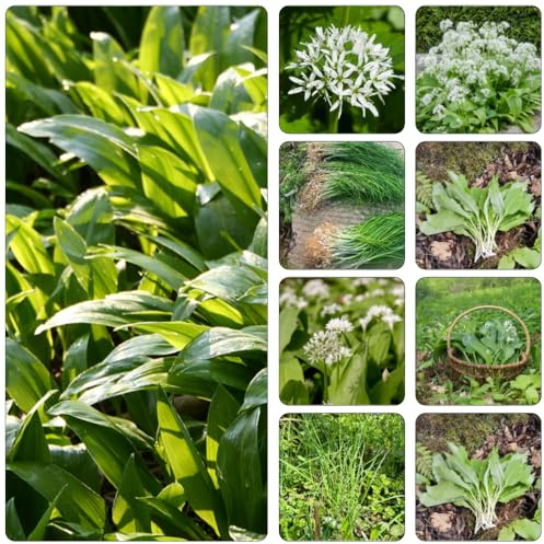 ajo silvestre semillas balcón resistentes semillas orgánicas primavera decoración verdes, silvestres, balcón jardín del interior 800pcs
