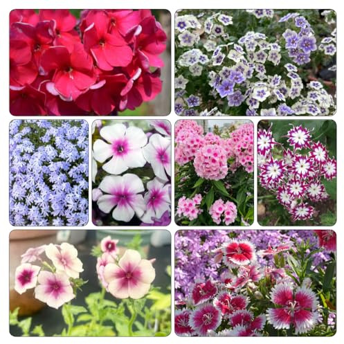 Phlox de alfombra - flox subulata resistentes semillas de silvestres jardín semillas Jardín sombra Cobertura en 900pcs