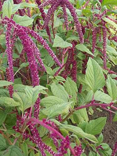 Fuchsschwanz - Amaranth - Love - Lies - Bleeding - 100+ Samen ERTRAGREICH Am 016