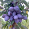 Albero Di Susine, Altezza 2 Anni
