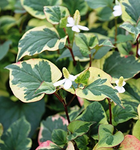 WASSERPFLANZEN WOLFF ~ Houttuynia cordata 'Chameleon' - Houttuynie- Eidechsenschwanz weiß, buntlaubig - QUALITÄTSSTAUDEN - 2er Set in 9er Töpfen - winterhart