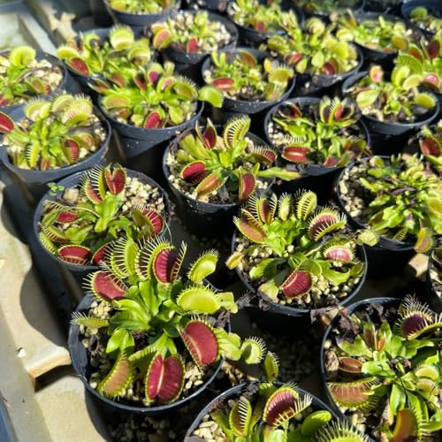 Semi di Venere acchiappamosche, biologici esotici carnivora, giardino di Le perenni sono 500pcs