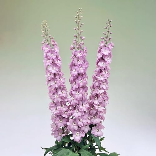 rittersporn - bonsai balkon blumensamen ritterspornsamen balkonblumen schnittblumen frühlingsblume winterharte kübelpflanzen kletterpflanzen steingartenpflanzen herbst deko winterharte 200samen