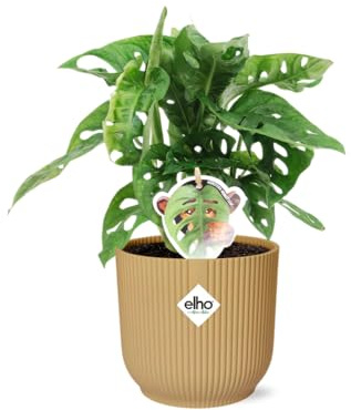 Monstera 'Monkey Leaf' in Vibes Fold gelb - 30cm - Ø14cm - Zimmerpflanze - Immergrün