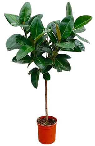 Trendyplants – Ficus Elastica Robusta sul gambo – Albero di gomma – Pianta d'appartamento – Dimensioni vaso Ø 24 cm – Altezza 120 – 140 cm