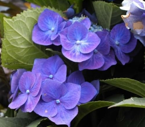 Tellerhortensie Blue Bird - Schirmhortensie - Hydrangea serrata Blue Bird Größe 60-80 cm