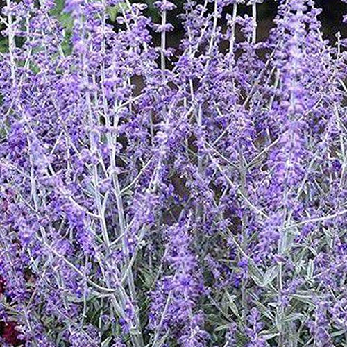Blauraute 'Little Spire' - Perovskia Atriplicifolia 'Little Spire' - 30-40 cm Topf - Silbergraues Laub und lavendelblaue Blütenrispen