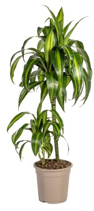 Dracaena Deremensis Hawaiianischer Sonnenschein - 70-80cm - Ø19cm - Zimmerpflanze - Immergrün