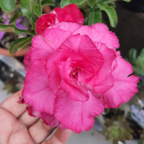 semillas de rosa del desierto resistentes, de balcón resistentes, balcon suculentas semillas interior jardín rocas, 10pcs