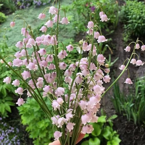 bulbos de lirio de los valles - raras primavera jardín rocas resistentes perennes cubre el suelo 10pcs