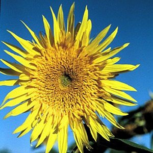 Starburst Aura girasol 25 Semillas - NUEVO! Superestrella