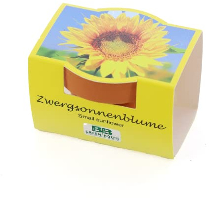 Bull & Bear Mini-Pflanzset Zwergsonnenblumen, Blumensamen im Topf 4,5cm, Mini Sonnenblumen als Anzuchtset mit Pflegeanleitung