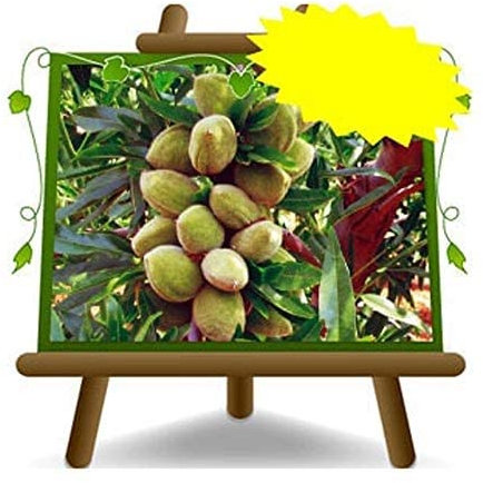 EURO PLANTS VIVAI Amandier Supernova - Plante fruitière sur pot 26 cm - hauteur maximale 180 cm - Age 4 ans