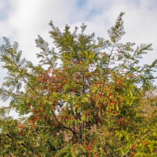 Semi di Taxus Baccata, resistenti per il giardino tasso, wallichiana, arbusti da balcone comprare, 100pcs