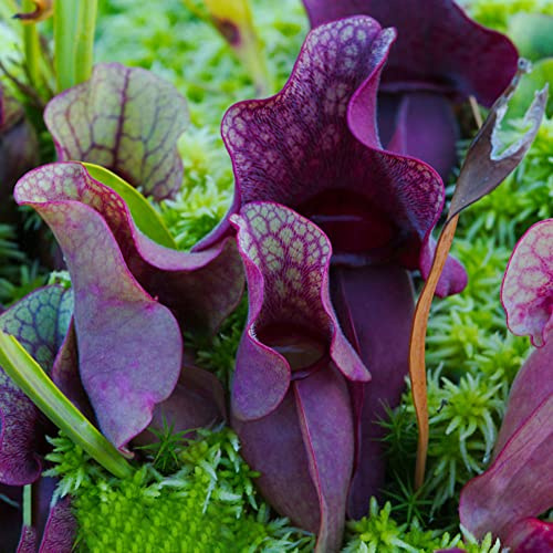 Semi di Nepenthes - prodotti sostenibili carnivoro arredamento del soggiorno vecchie varietà da balcone semi di da ufficio carnivora appartamento facili curare 150pcs