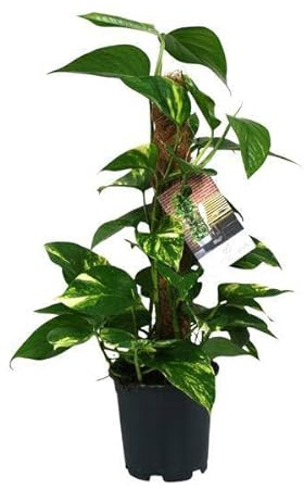 Efeutute – Scindapsus Epipremnum – Zimmerpflanze – Ø15cm – 50cm – Rankende Grünpflanze mit üppigem Laub – Pflegeleicht & luftreinigend