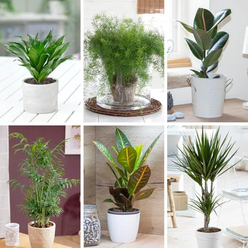YouGarden Houseplant Collection, Six Plants in 12cm Pots, Beautiful Evergreen, Easy to Grow Air Plants for Homes and Offices, Scandy Style