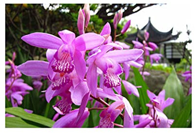 GARTHWAITE NURSERIES® : - UK Stockist : - Potted 1 Litre Bletilla Striata (Hyacinth Orchid) Bulbs Summer Perennial Plant