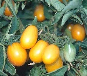 30 ciruelas semi di amarillas - Pomodori fruttato