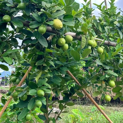 semillas de limonero orgánicas, variedades antiguas, limonero en resistentes al aire libre Decoración, 35pcs