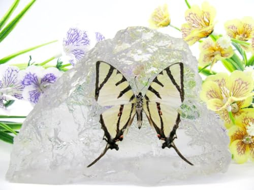In Kunstharz gegossene Schmetterlinge, Insekten, Skorpione und mehr. Briefbeschwerer, Icemountain, nicht scharfkantig (Schmetterling 11)