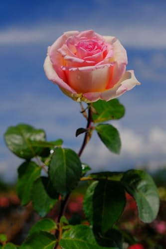 Vannucci Piante - Rosa ad alberetto in vaso, pianta vera, pianta per terrazzi e balconi (Rosa)