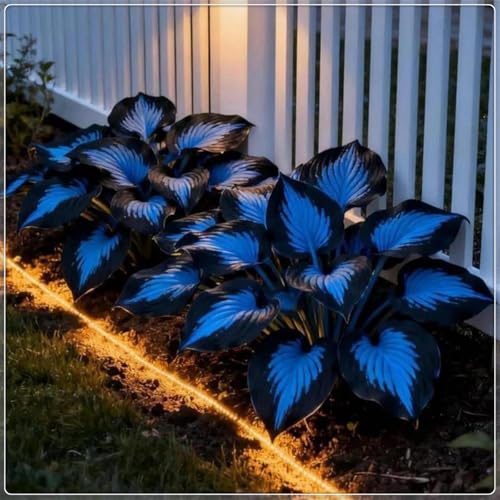 Resistenti,Bulbi di hosta-Giardini,Balconi,belle,Adatte come regali per le feste Perenne resistente al freddo, -2 Bulbi-H