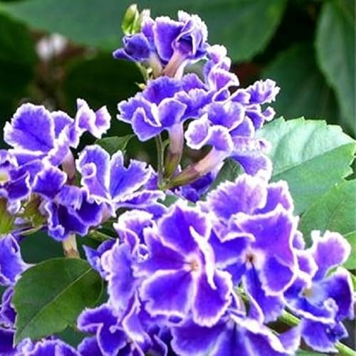 Pianta Duranta Ellisia