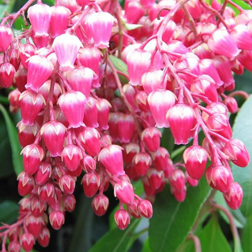 Pieris Valley Valentine Red, plante arbustive d'extérieur à fleurs, résistante, en pot.