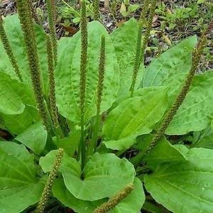 vegherb 200 + semi Wegerich Großes Blatt Kräutersamen (Plantago Major Rosularis)