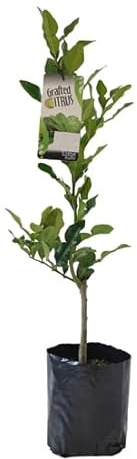 Árbol Frutal de Lima - Citrus aurantiifolia - Ideal para el Patio del Hogar