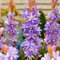 Nardos bulbos/Nardos planta/Perenne tolerante al frío/Bulbos de flores exterior raras -4 bulbos-A