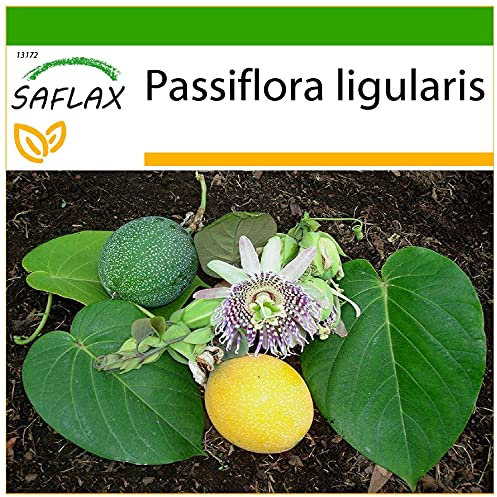SAFLAX - Granadilla - 20 semillas - Con sustrato estéril para cultivo - Passiflora ligularis