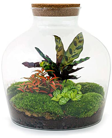Växtterrarium • Botanico Sven XL • Ekosystemväxt • ↑ 43 cm