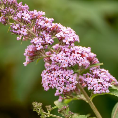 Semi di Buddleja davidii, per luoghi soleggiati arbusti a crescita rapida semi di farfalle selvatici giardino arbusti estivi rare vecchie varietà 100pcs