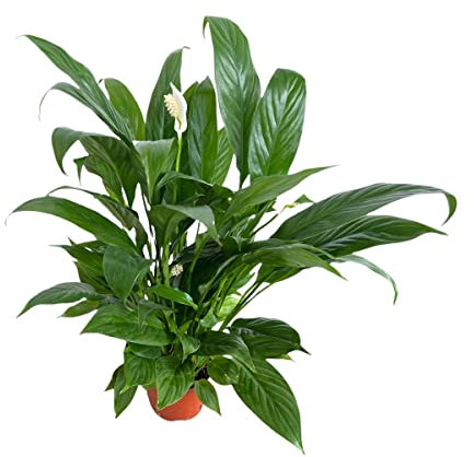 Espatifilo DECOALIVE Planta para Decorar la Casa o la Oficina Spathiphyllum Planta Natural