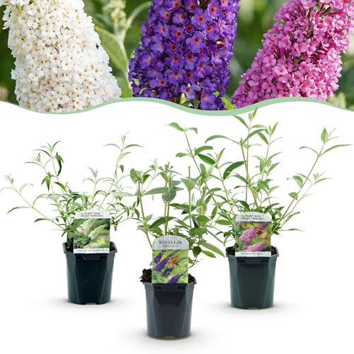Buddleja davidii Tricolore - Arbusto per farfalle - Resistente - Blu - Rosa - Bianco - 3 piante - 35-45cm - Ø17cm - Pianta da giardino
