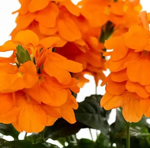 Crossandra Planta Natural - Un Toque Tropical con Flores Naturales Naranjas