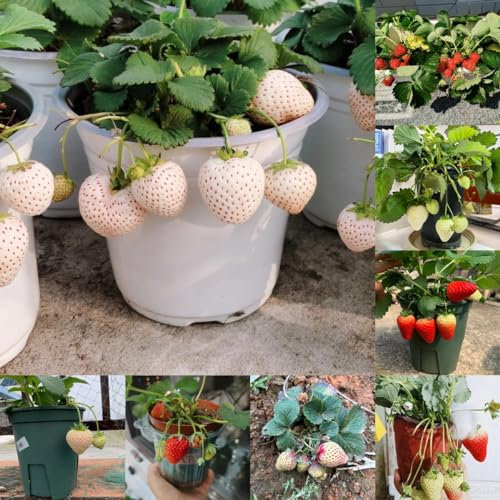 150 piezas Semillas de fresa, semillas de fresa. plantas de balcón resistentes, lianas decoración selva, Plantas de fresas semillas suculentas Camas elevadas para jardín, semillas.